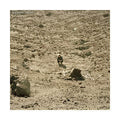 Ben Howard - Noonday Deam (CD)